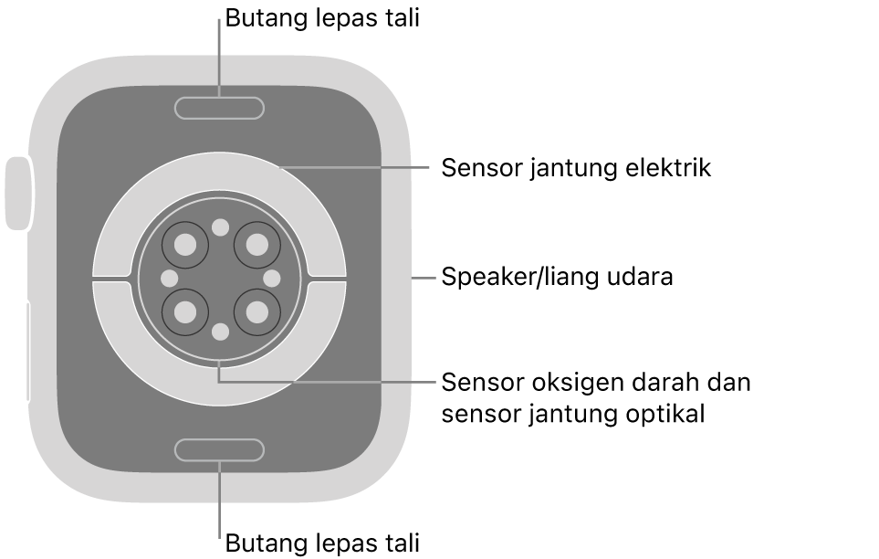 Bahagian belakang Apple Watch Series 9, dengan butang lepaskan tali di atas dan bawah, sensor jantung elektrik, sensor jantung optik dan sensor oksigen darah di tengah serta speaker/liang udara pada bahagian sisi.