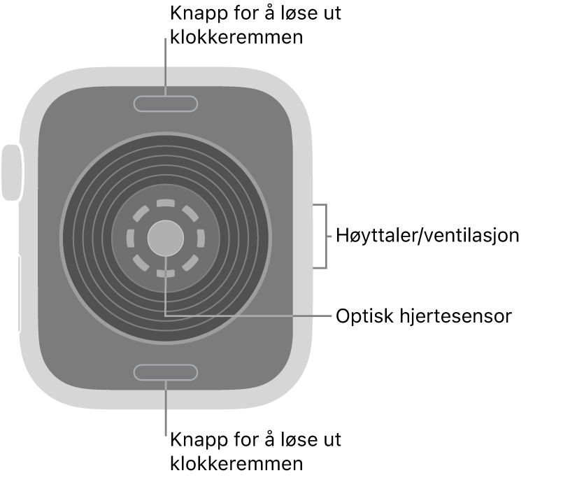 Baksiden av Apple Watch SE 3, med remutløserknappene øverst og nederst, den optiske hjertesensoren i midten og høyttaleren/luftventilene på siden.