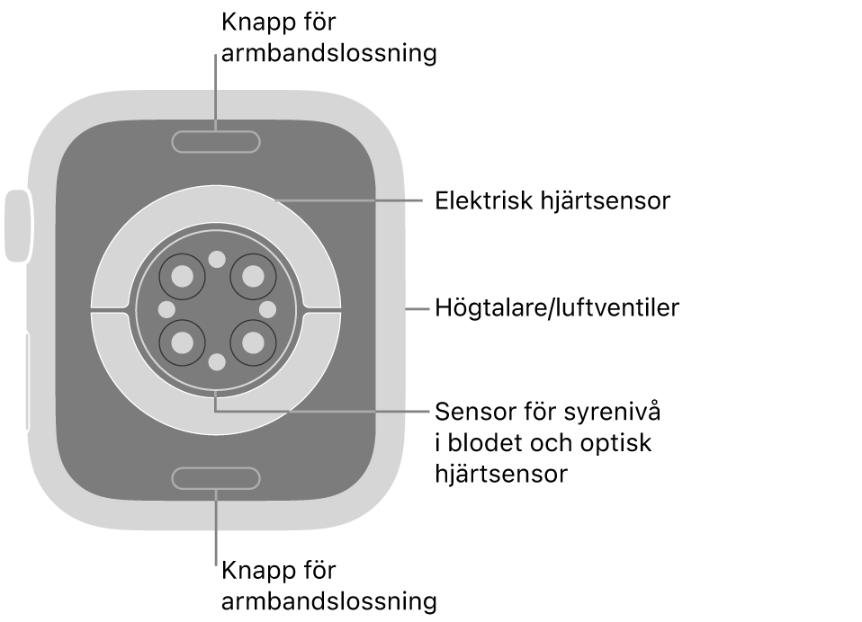Baksidan på Apple Watch Series 9 med knapparna för armbandslossning högst upp och längst ned, de elektriska hjärtsensorerna, optiska hjärtsensorerna och sensorerna för syrenivån i blodet i mitten och högtalare/luftventiler på sidan.
