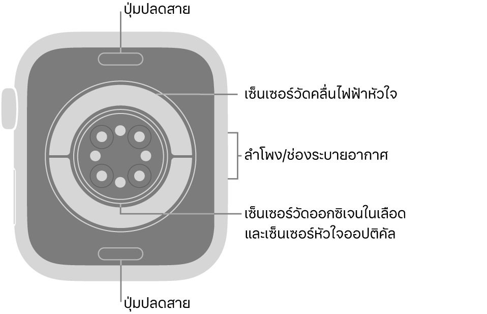 ด้านหลังของ Apple Watch Series 11 ที่มีปุ่มปลดสายที่ด้านบนสุดและที่ด้านล่างสุด เซ็นเซอร์วัดคลื่นไฟฟ้าหัวใจ เซ็นเซอร์หัวใจออปติคัล และเซ็นเซอร์วัดออกซิเจนในเลือดที่ตรงกลาง และลำโพง/ช่องระบายอากาศที่ด้านข้าง