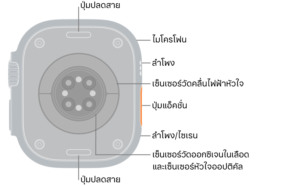 ด้านหลังของ Apple Watch Ultra 3 ที่มีปุ่มปลดสายที่ด้านบนสุดและที่ด้านล่างสุด ที่ด้านข้างคือไมโครโฟน ลำโพง เซ็นเซอร์วัดคลื่นไฟฟ้าหัวใจ ปุ่มแอ็คชั่น พอร์ตลำโพงที่จะส่งเสียงไซเรน เซ็นเซอร์วัดออกซิเจนในเลือด และเซ็นเซอร์หัวใจออปติคัล