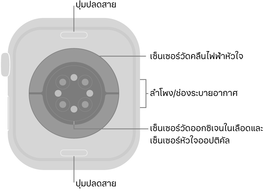 ด้านหลังของ Apple Watch Series 10 ที่มีปุ่มปลดสายที่ด้านบนสุดและที่ด้านล่างสุด เซ็นเซอร์วัดคลื่นไฟฟ้าหัวใจ เซ็นเซอร์หัวใจออปติคัล และเซ็นเซอร์วัดออกซิเจนในเลือดที่ตรงกลาง และลำโพง/ช่องระบายอากาศที่ด้านข้าง