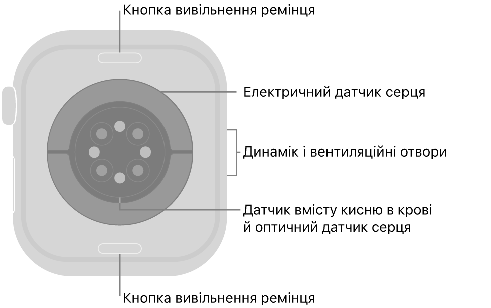 Задня панель Apple Watch Series 10 із кнопками вивільнення ремінця вгорі й унизу, електричними датчиками серцевого ритму, оптичними датчиками серцевого ритму, датчиками рівня кисню в крові посередині, а також динаміком / вентиляційними отворами збоку.
