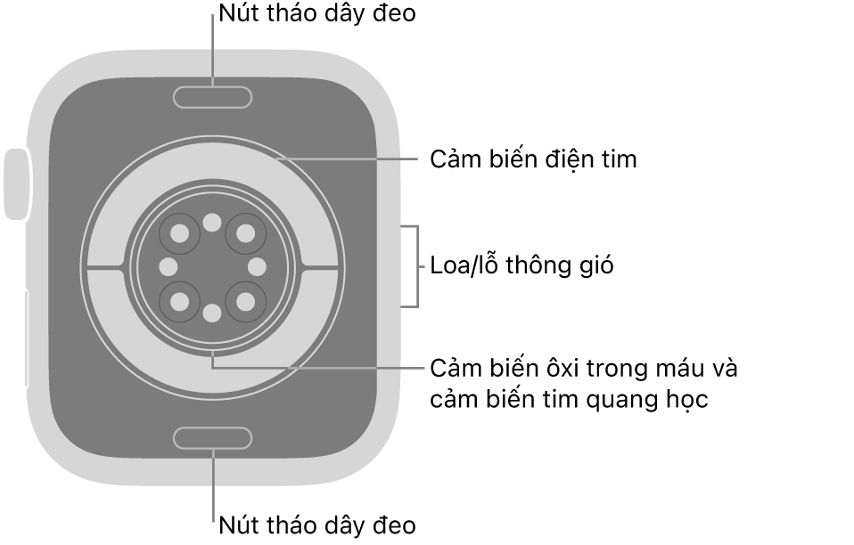 Mặt sau của Apple Watch Series 11, với các nút tháo dây ở trên cùng và dưới cùng, các cảm biến tim điện, các cảm biến tim quang học và các cảm biến ôxi trong máu ở giữa và loa/lỗ thông gió trên sườn.