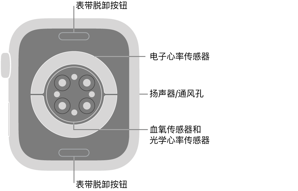 Apple Watch Series 9 的背面，顶部和底部是表带脱卸按钮，中间是电子心率传感器、光学心率传感器和血氧传感器，侧边是扬声器/通风孔。