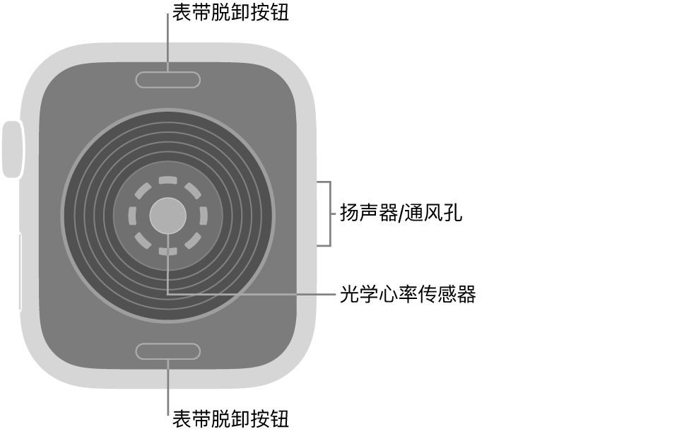 Apple Watch SE 3 的背面，顶部和底部是表带脱卸按钮，中间是光学心率传感器，侧边是扬声器/通风孔。