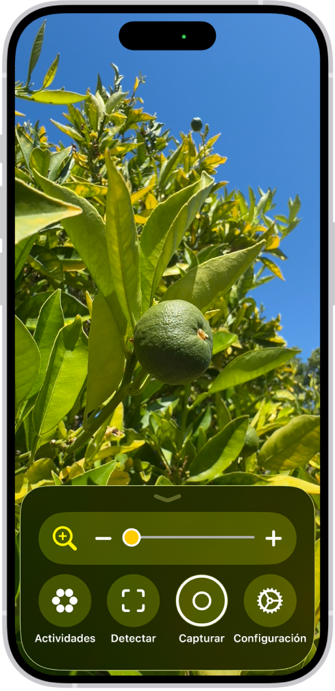 La app Lupa mostrando un acercamiento de una naranja sin madurar.