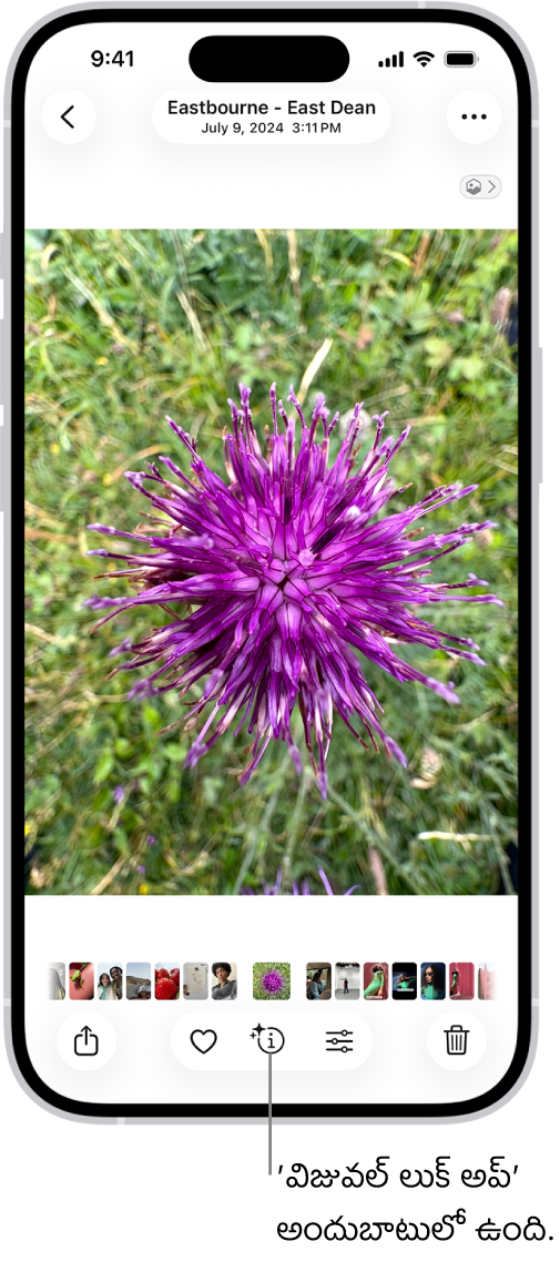 ఫోటోస్ యాప్లో ఫోటో తెరవబడింది. స్క్రీన్ దిగువన ఉన్న ఇన్ఫర్మేషన్ బటన్ ‘విజువల్ లుకప్ సమాచారం అందుబాటులో ఉందని సూచించే ఐకాన్’ను చూపుతుంది.