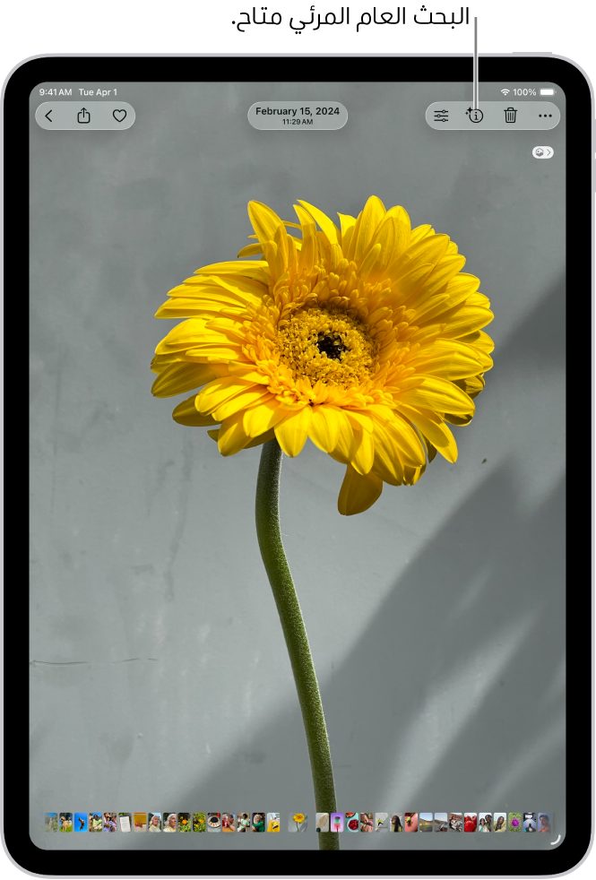 صورة مفتوحة في مكتبة تطبيق الصور. في الجزء العلوي من الشاشة، يعرض زر المعلومات أيقونة تشير إلى توفر معلومات البحث العام المرئي. الزر محدد ونتائج البحث العام المرئي تظهر على الشاشة.