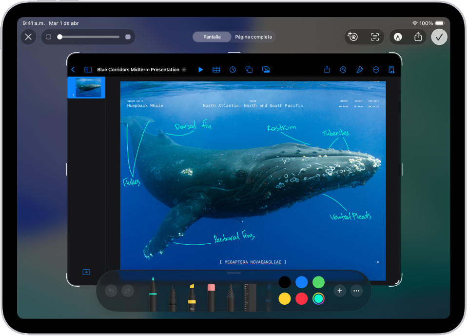 Captura de pantalla de un documento de Keynote con comentarios anotados que se escribieron con la herramienta del marcador azul.
