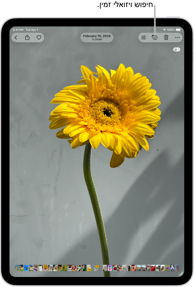 תמונה פתוחה בספריה של היישום ״תמונות״. בראש המסך מציג הכפתור ״פרטים״ אייקון שמסמן כי יש מידע של ״חיפוש ויזואלי נרחב״. הכפתור מסומן ותוצאות ״חיפוש ויזואלי נרחב״ מופיעות במסך.