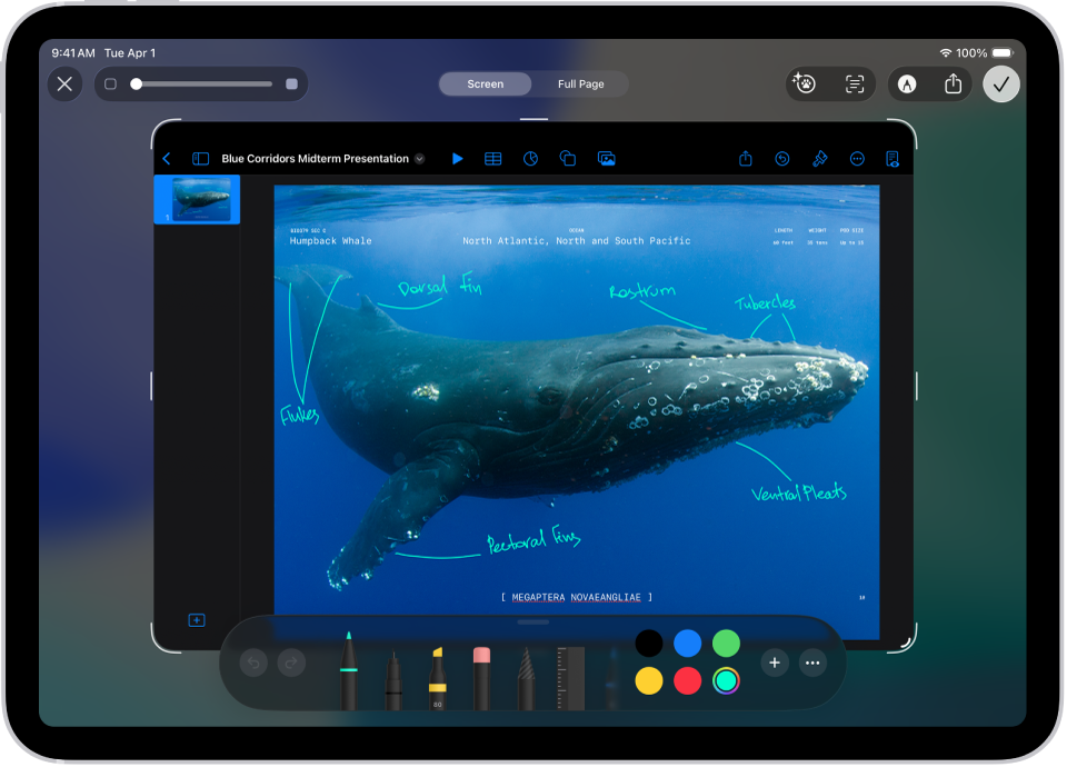Lo screenshot di un documento Keynote con commenti scritti con lo strumento Pennarello blu.