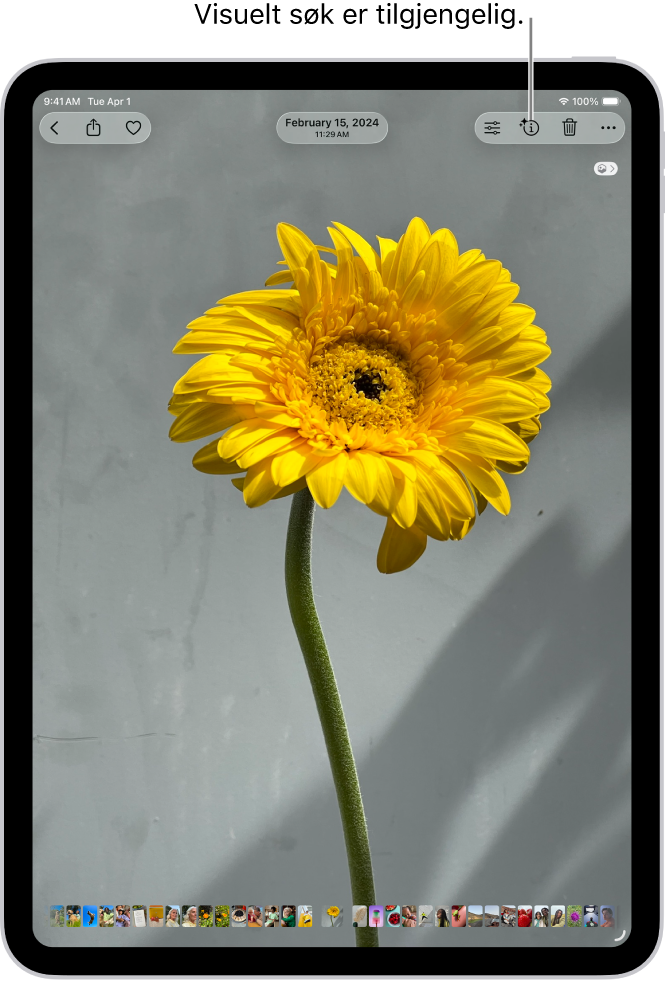 Et bilde er åpent i bildebiblioteket i Bilder-appen. Øverst på skjermen viser Info-knappen et symbol som indikerer at Visuelt søk-informasjon er tilgjengelig. Knappen er markert, og Visuelt søk-resultatene vises på skjermen.