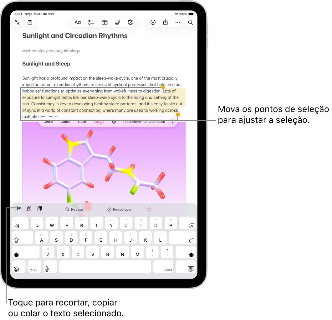 Há texto selecionado em uma nota no app Notas. Acima do texto selecionado há um menu de botões incluindo Recortar, Copiar e Colar. O texto selecionado está destacado, com pontos de seleção para ajustar a seleção nas extremidades.