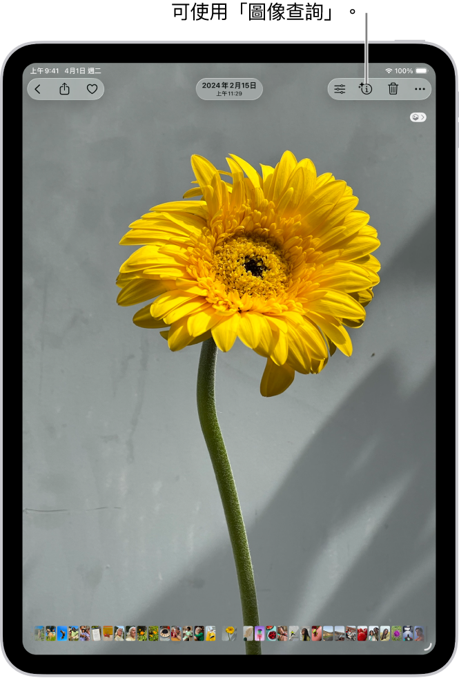 「照片」App 圖庫中的一張照片打開。螢幕最上方的「資訊」按鈕顯示一個圖像，表示「圖像查詢」資訊可供取用。已選取按鈕，且「圖像查詢」結果顯示在螢幕上。