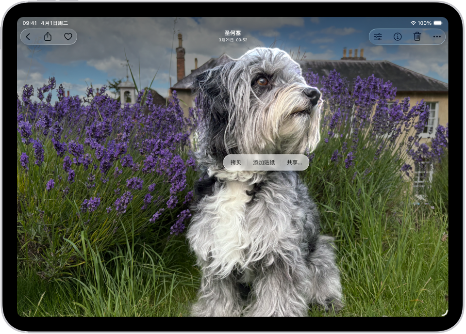 “照片” App 打开至一只狗的照片。狗被选中,然后“添加贴纸”选项在上方菜单中可用。