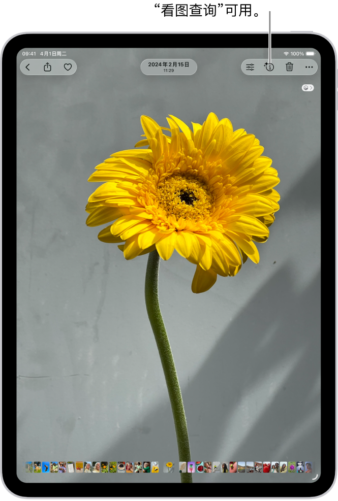 “照片” App 中打开了一张照片。屏幕顶部的“信息”按钮显示一个图标,指示“看图查询”信息可用。