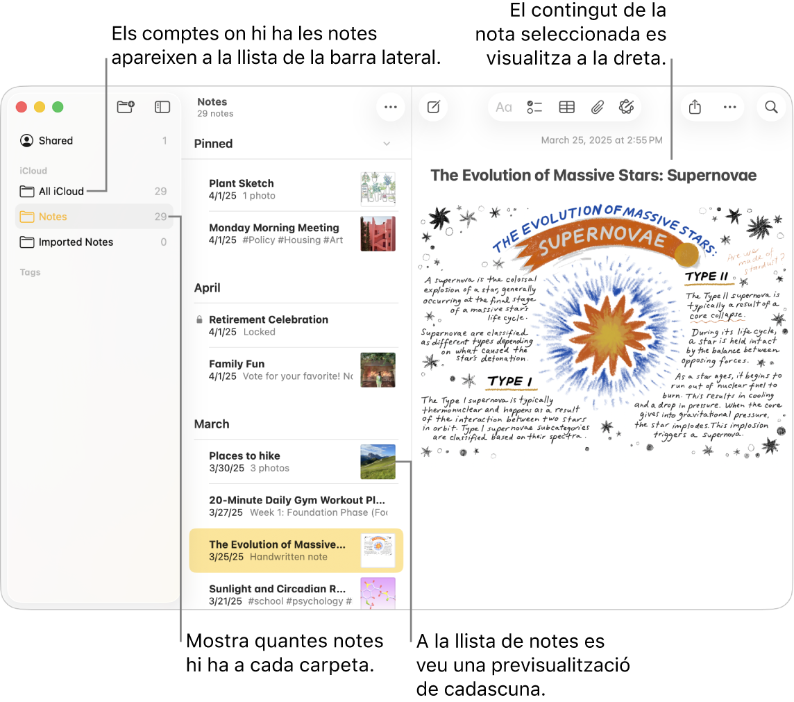 Una finestra de l’app Notes del Mac que mostra tots els comptes i carpetes configurats a la barra lateral de l‘esquerra, la llista de notes al centre (amb una previsualització de cada nota) i el contingut de la nota seleccionada a la dreta. El nombre de notes es mostra al costat de cada carpeta.