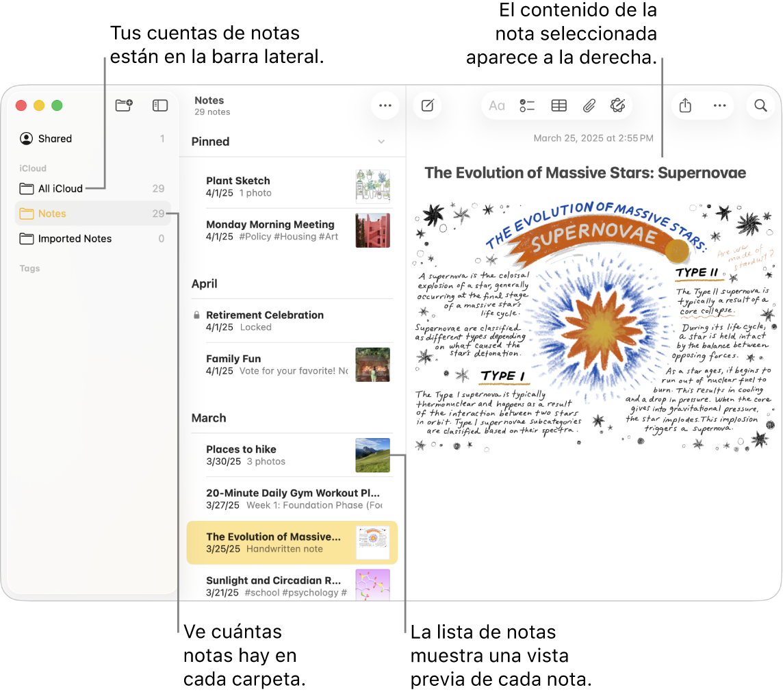 Una ventana de la app Notas en una Mac con todas tus cuentas y carpetas configuradas en la lista de la barra lateral a la izquierda, la lista de notas en medio mostrando una vista previa de cada nota, y el contenido de la nota seleccionada en la derecha. El número de notas se indica junto a cada carpeta.