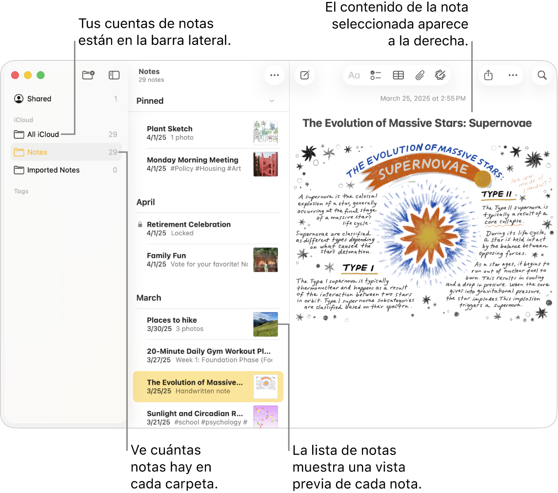 Ventana de la app Notas del Mac con una lista de todas tus cuentas y carpetas configuradas en la barra lateral a la izquierda, la lista de notas en el centro con una previsualización de cada nota y el contenido de la nota seleccionada a la derecha. El número de notas se muestra al lado de cada carpeta.