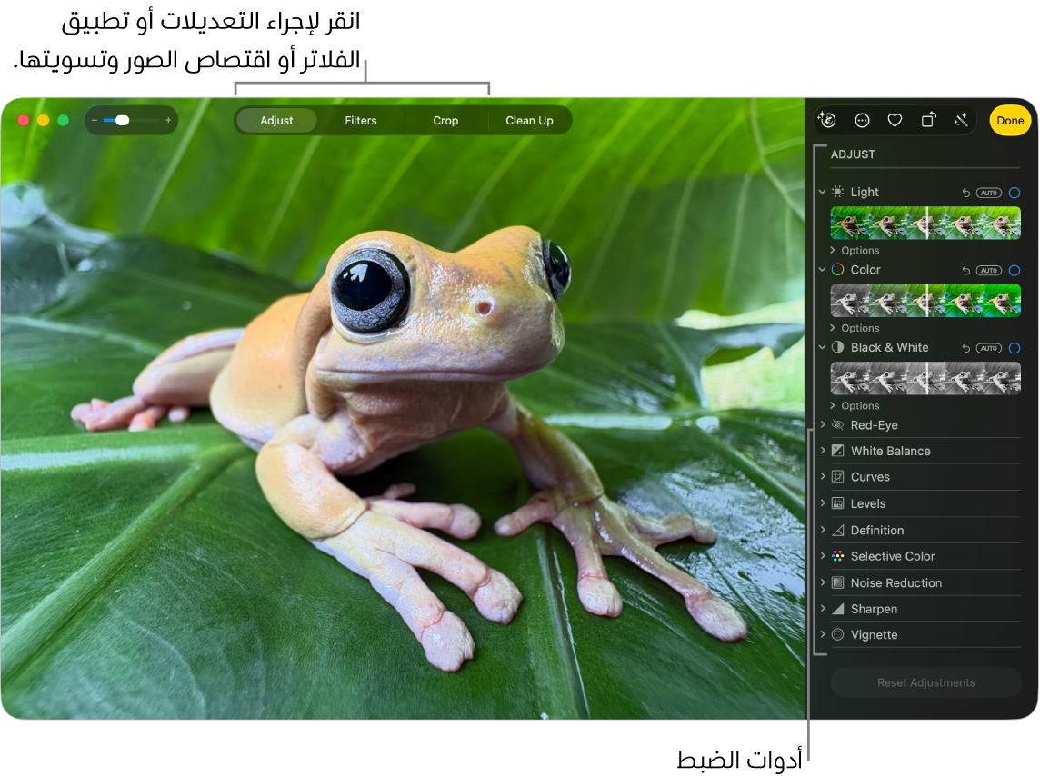 صورة في عرض التحرير، مع تحديد خيار "تعديل" في شريط الأدوات وأدوات التعديل على اليسار.