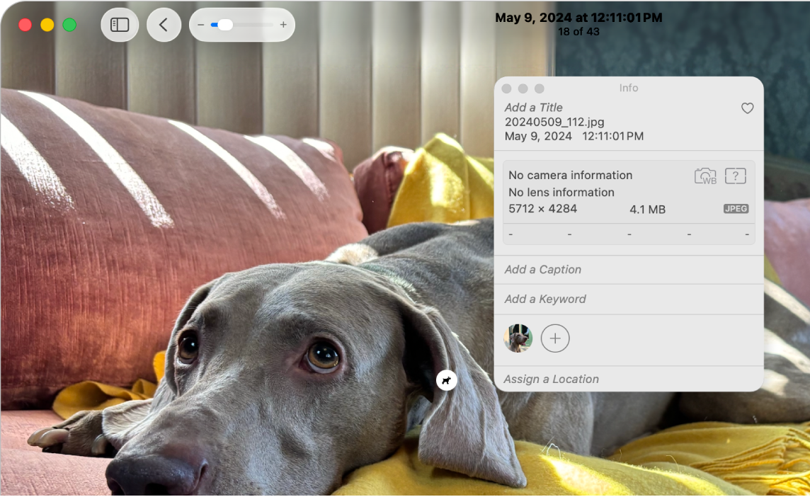 Une photo de chien avec la fenêtre d’informations ouverte et l’icône Recherche visuelle qui apparaît sur le chien dans la photo.