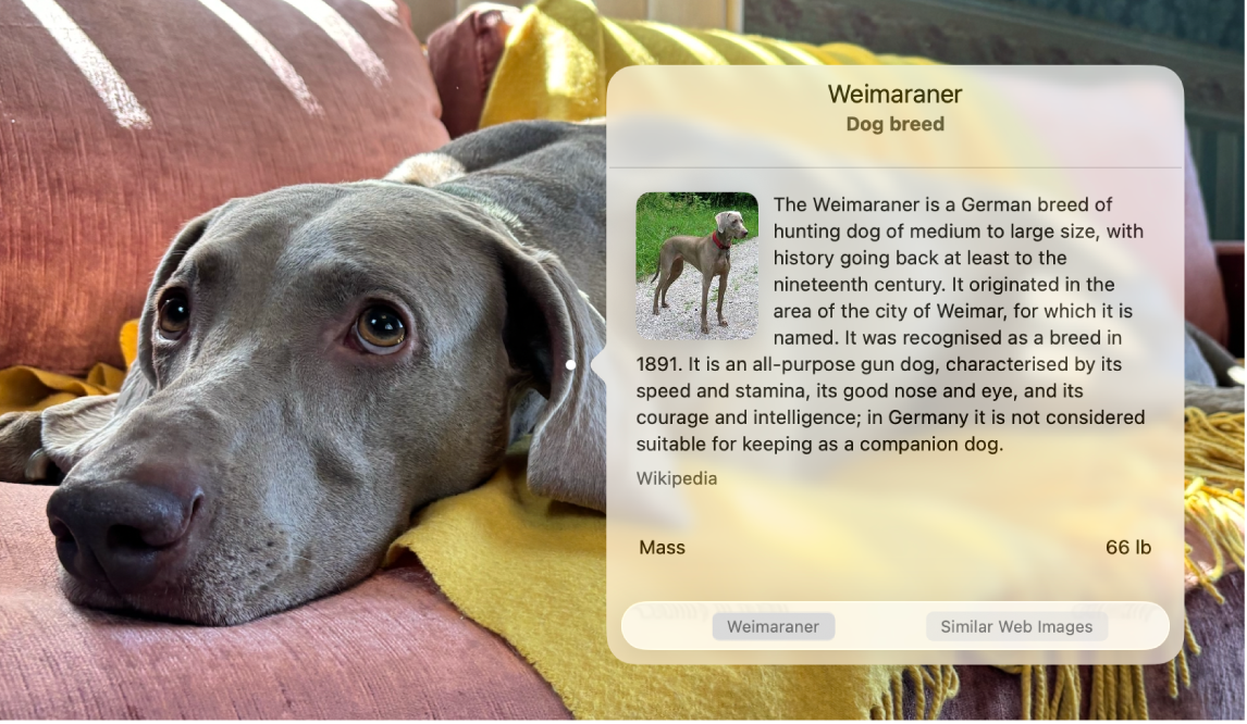 Photo d’un chien, avec la fenêtre « Recherche visuelle » affichant des informations concernant la race de chien.