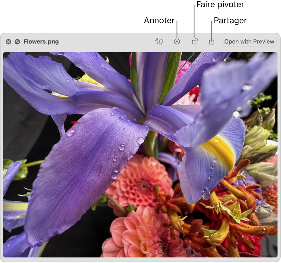 Une image dans la fenêtre « Coup d’œil » avec des boutons permettant de faire pivoter, d’annoter ou de partager une image, ou de l’ouvrir dans l’app Aperçu.