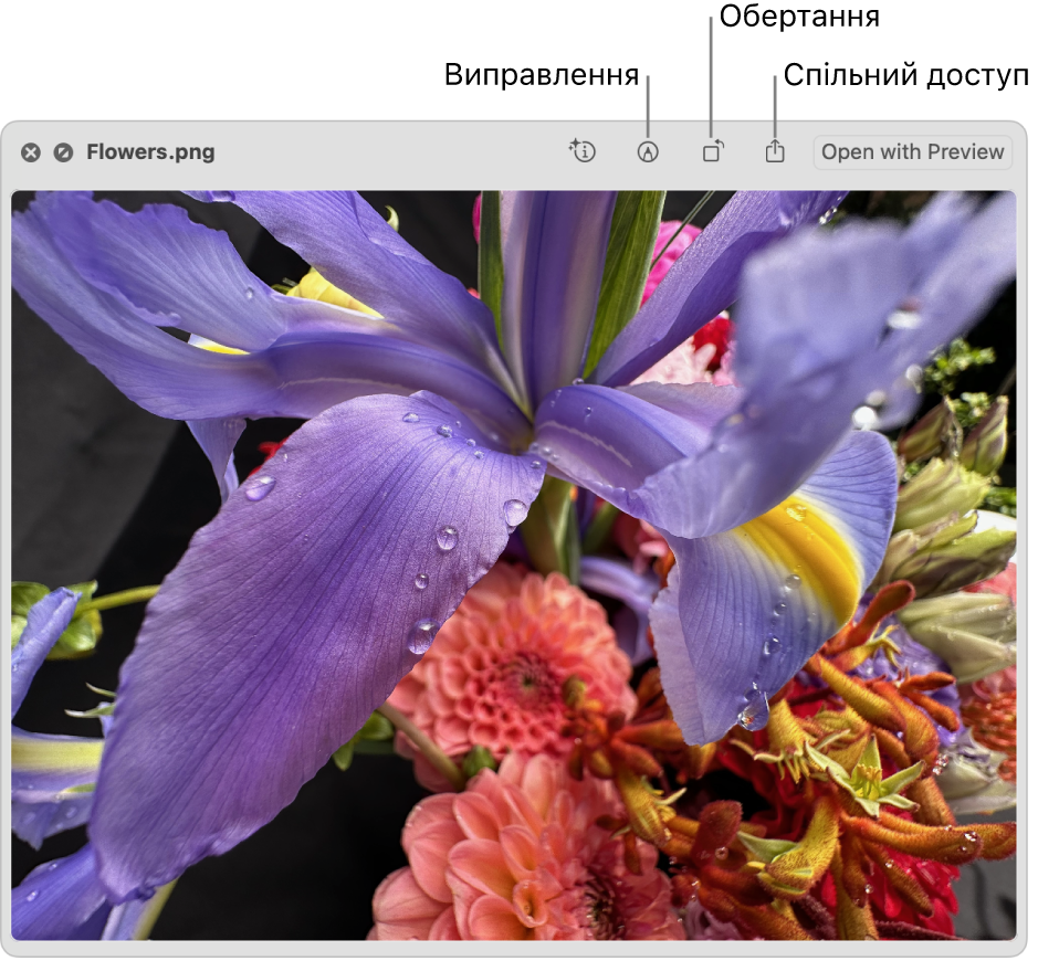 Зображення у вікні швидкого перегляду з кнопками, які дають змогу позначати, обертати й надсилати зображення, а також відкривати їх у програмі «Оглядач».