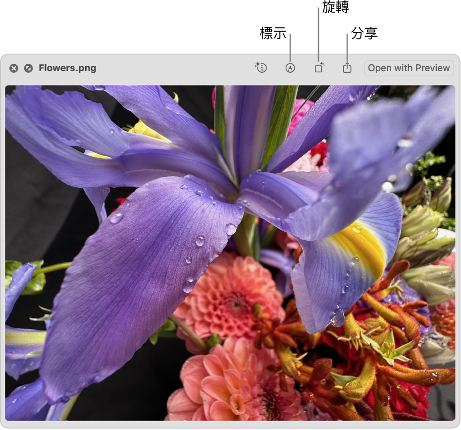 影像在「快速查看」視窗中，並有按鈕可標記、旋轉或分享影像，或在「預覽程式」App 中開啟影像。