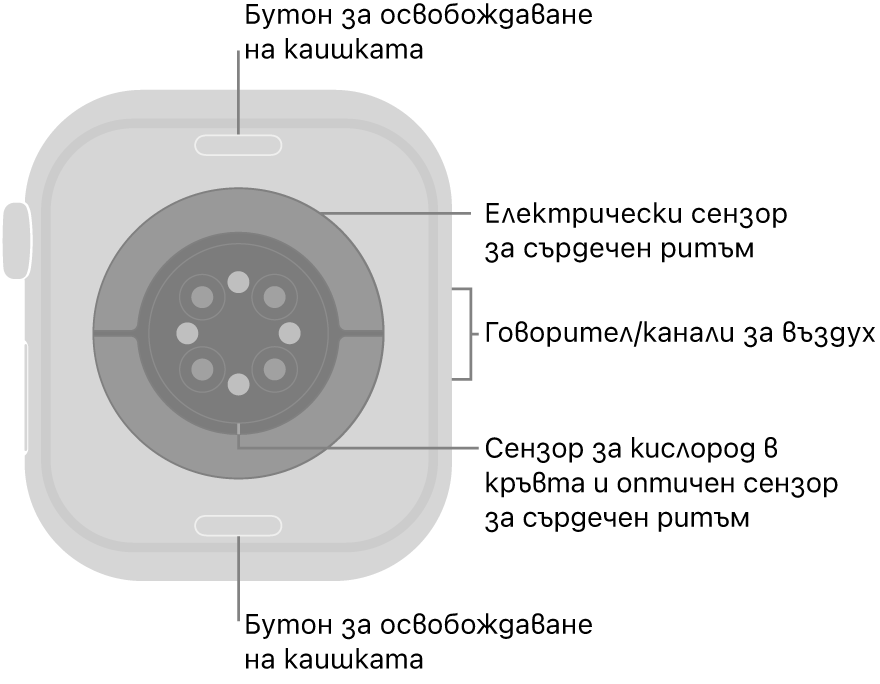 Задната страна на Apple Watch Series 10 с бутоните за освобождаване на каишката горе и долу, електрическите сензори за сърдечен ритъм, оптическите сензори за сърдечен ритъм и сензорите за нивото на кислород в кръвта в средата и говорителя/въздушната клапа встрани.