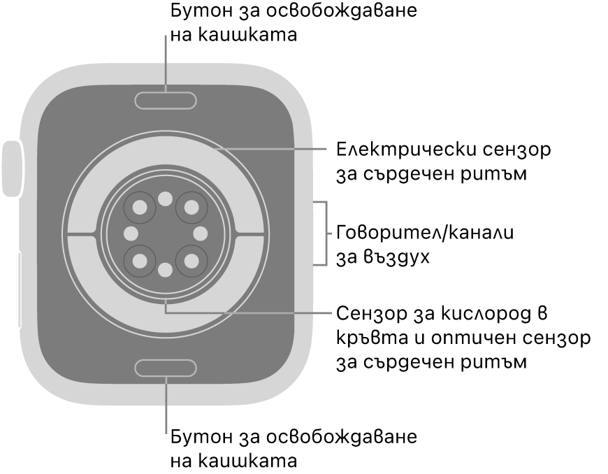 Задната страна на Apple Watch Series 11 с бутоните за освобождаване на каишката горе и долу, електрическите сензори за сърдечен ритъм, оптическите сензори за сърдечен ритъм и сензорите за нивото на кислород в кръвта в средата и говорителя/въздушната клапа встрани.