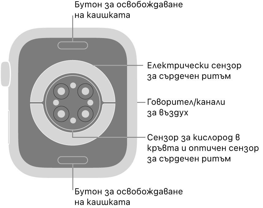 Задната страна на Apple Watch Series 9 с бутоните за освобождаване на каишката горе и долу, електрическите сензори за сърдечен ритъм, оптическите сензори за сърдечен ритъм и сензорите за нивото на кислород в кръвта в средата и говорителя/въздушната клапа встрани.