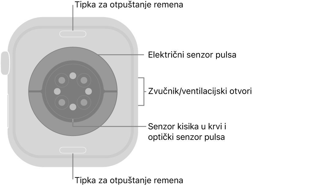 Stražnja strana modela Apple Watch Series 10 s tipkama za otpuštanje remena pri vrhu i dnu, električnim senzorima srca, optičkim senzorima srca i senzorima za zasićenost kisikom po sredini te zvučnik/zračni ventili sa strane.