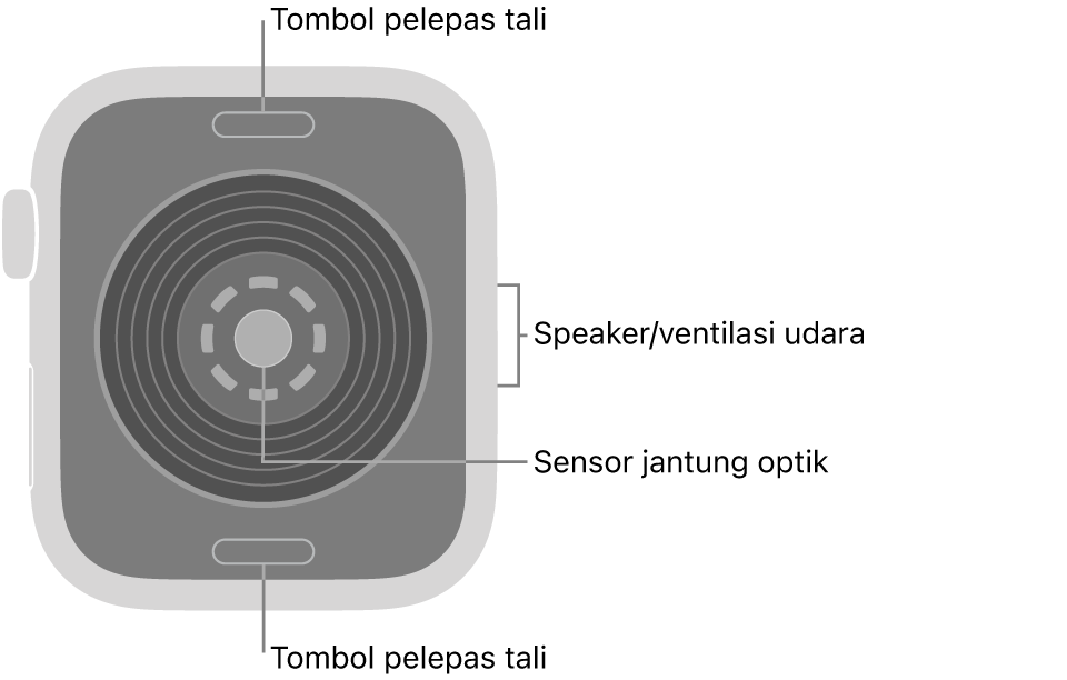 Bagian belakang Apple Watch SE 3, dengan tombol pelepas tali di bagian atas dan bawah, sensor jantung optik di bagian tengah, dan speaker/ventilasi udara di bagian samping.