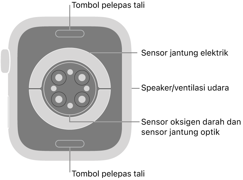 Bagian belakang Apple Watch Series 9, dengan tombol pelepas tali di bagian atas dan bawah, sensor jantung elektrik, sensor jantung optik, dan sensor oksigen darah di bagian tengah, dan speaker/ventilasi udara di bagian samping.