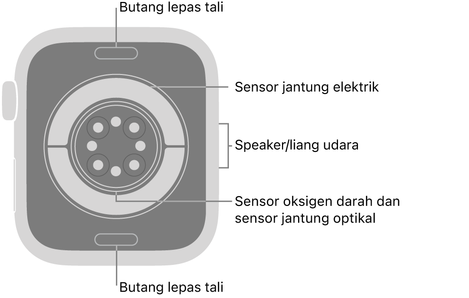 Bahagian belakang Apple Watch Series 11, dengan butang lepaskan tali di atas dan bawah, sensor jantung elektrik, sensor jantung optik dan sensor oksigen darah di tengah serta speaker/liang udara pada bahagian sisi.