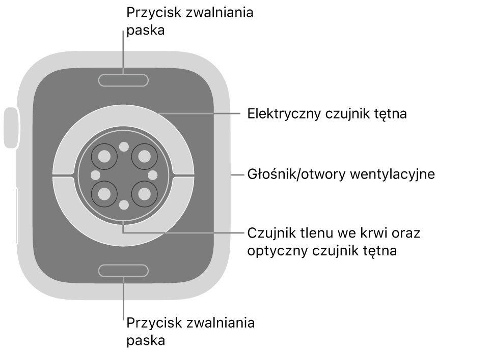 Apple Watch Series 9 widziany z tyłu. Na górze i na dole znajdują się przyciski zwalniania paska. Na środku znajdują się: elektryczne czujniki tętna, optyczne czujniki tętna oraz czujniki tlenu we krwi. Z boku znajdują się otwory głośnika i wentylacji.