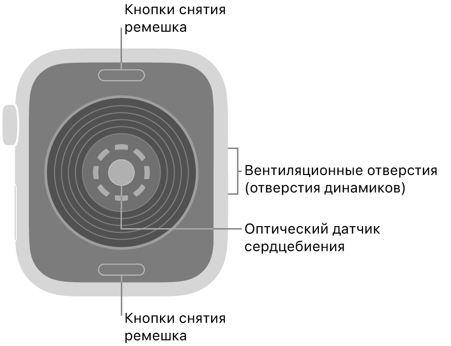 Оборотная сторона Apple Watch SE 3. Показаны кнопки снятия ремешка вверху и внизу, оптический пульсомер в центре, а также вентиляционные отверстия (отверстия динамиков) сбоку.