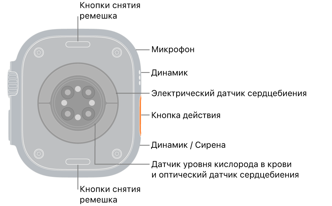 Оборотная сторона Apple Watch Ultra 3. Вверху и внизу показаны кнопки снятия ремешка. Сбоку находятся микрофон, динамик, электрический датчик сердечного ритма, кнопка действия, порт динамика для воспроизведения сирены, датчики уровня кислорода в крови и оптические датчики сердечной активности.