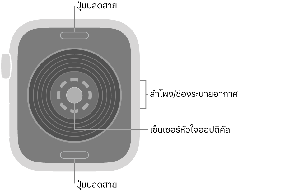 ด้านหลังของ Apple Watch SE 3 ที่มีปุ่มปลดสายที่ด้านบนสุดและที่ด้านล่างสุด เซ็นเซอร์หัวใจออปติคัลที่ตรงกลาง และลำโพง/ช่องระบายอากาศที่ด้านข้าง