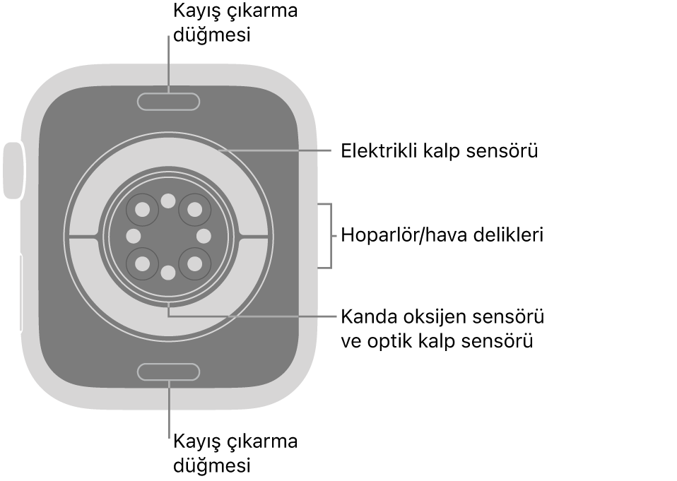 Üstte ve altta kayış çıkarma düğmeleri, ortada elektrikli kalp sensörleri, optik kalp sensörleri ve kanda oksijen sensörleri, yanda da hoparlör/havalandırma delikleri ile Apple Watch Series 11’in arkası.