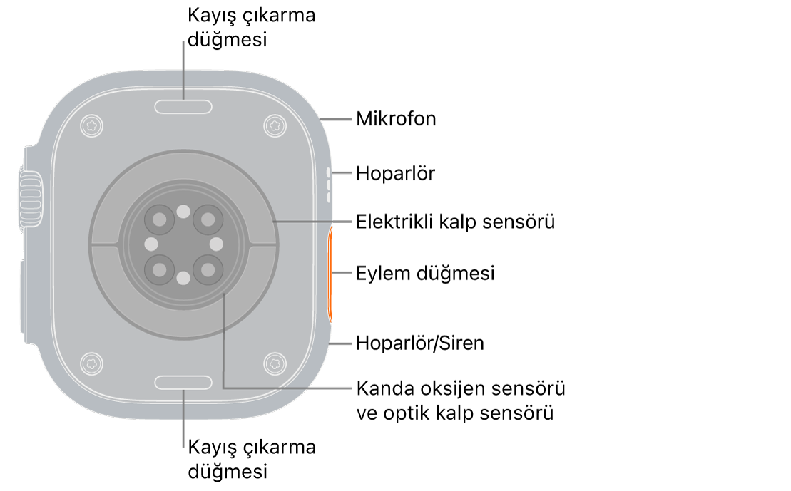 Üstte ve altta kayış çıkarma düğmeleri ile Apple Watch Ultra 3’ün arkası. Yan tarafta bir mikrofon, hoparlör, elektrikli kalp atış hızı sensörü, Eylem düğmesi, sirenin yayıldığı bir hoparlör kapısı, kanda oksijen sensörleri ve optik kalp sensörleri var.