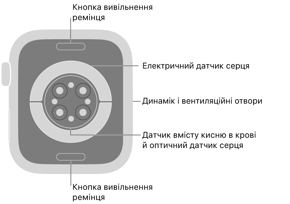 Задня панель Apple Watch Series 9 із кнопками вивільнення ремінця вгорі й унизу, електричними датчиками серцевого ритму, оптичними датчиками серцевого ритму, датчиками рівня кисню в крові посередині, а також динаміком / вентиляційними отворами збоку.