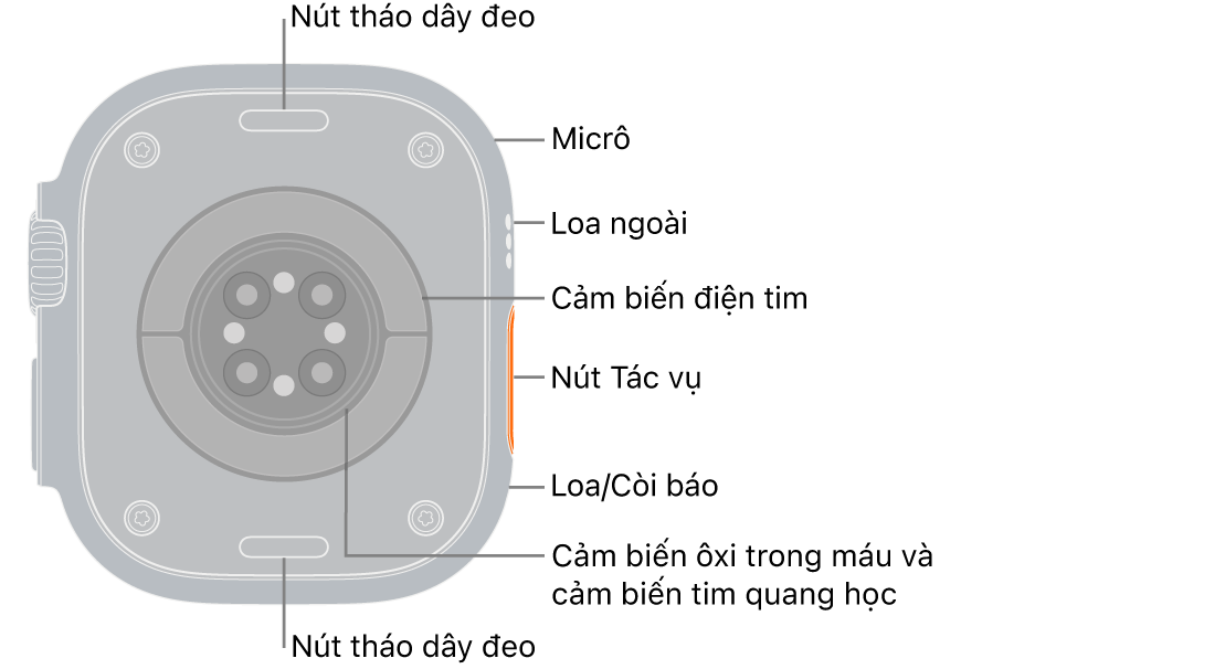 Mặt sau của Apple Watch Ultra 3, với các nút tháo dây ở trên cùng và dưới cùng. Ở cạnh bên là một micrô, một loa, cảm biến điện tim, nút Tác vụ, một cổng loa phát ra âm thanh còi báo, các cảm biến ôxi trong máu và các cảm biến tim quang học.
