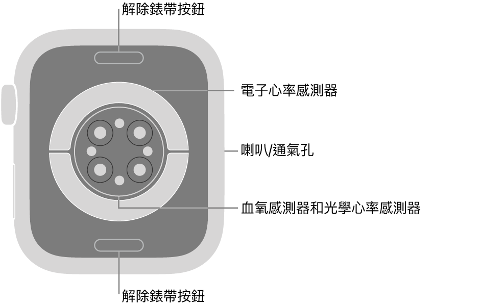 Apple Watch Series 9 的背面,在頂部和底部的解除錶帶按鈕,中間的電子心率感測器、光學心率感測器和血氧感測器,以及側邊的喇叭/通氣孔。