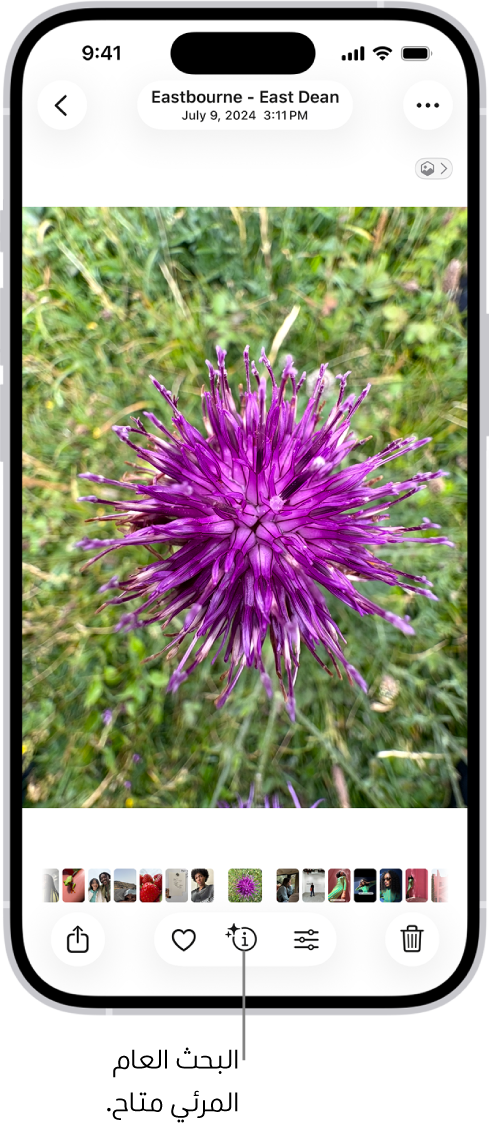 صورة مفتوحة في تطبيق الصور. في الجزء السفلي من الشاشة، يعرض زر المعلومات أيقونة تشير إلى توفر معلومات البحث العام المرئي.