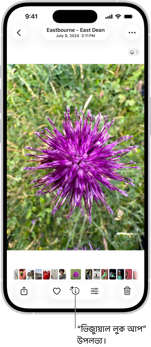 ছবি অ্যাপে একটি ছবি খোলা আছে। স্ক্রিনের নিচে, তথ্য বাটন একটি আইকন দেখায় যার ফলে বোঝা যায় যে, ভিজ্যুয়াল লুক আপ তথ্য উপলভ্য আছে।