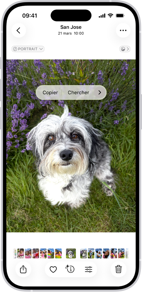 L’app Photos est ouverte sur la photo d’un chien. Le chien est sélectionné, et l’option « Ajouter des autocollants » est disponible dans le menu situé au-dessus.