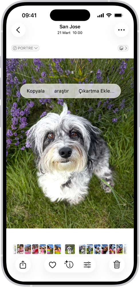 Fotoğraflar uygulamasında bir köpeğin fotoğrafı açık. Köpek seçili ve üst tarafındaki menüde Çıkartma Ekle seçeneği kullanılabilir.